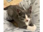 Adopt Bialy a Domestic Short Hair
