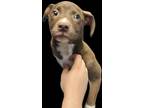 Adopt Vegas a Pit Bull Terrier, Labrador Retriever