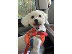 Adopt Chaco a Shih Tzu, Mixed Breed