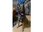 Adopt Jeepers- Located in Texas a Belgian Shepherd / Malinois