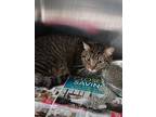 Adopt Lil Turtle a Domestic Short Hair