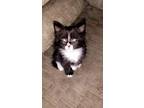 Adopt FuMan a Domestic Medium Hair