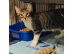 Adopt Lambchop a Domestic Medium Hair