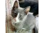 Adopt Proton a Domestic Short Hair