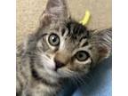 Adopt Winnie a Domestic Short Hair