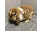 Adopt Periwinkle a Mini Lop