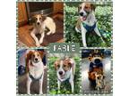 Adopt Fable a Mixed Breed