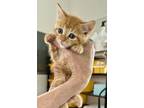 Adopt Orange Crush a Domestic Short Hair