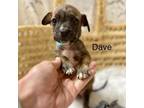 Adopt Dave Little a Pit Bull Terrier, Mixed Breed