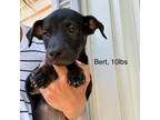 Adopt Bert Little a Pit Bull Terrier, Mixed Breed