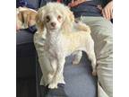 Adopt Oliver 2 a Poodle