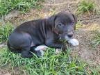 Adopt Goose a Labrador Retriever, Staffordshire Bull Terrier