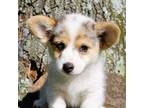 Pembroke Welsh Corgi Puppy for sale in Mountain View, MO, USA