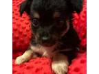 Chihuahua Puppy for sale in Nacogdoches, TX, USA
