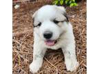 Great Pyrenees Puppy for sale in Germanton, NC, USA