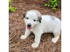 Great Pyrenees Puppy for sale in Germanton, NC, USA