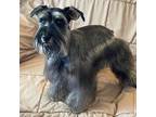 Schnauzer (Miniature) Puppy for sale in Moore, OK, USA