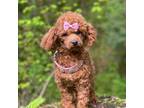 Poodle (Toy) Puppy for sale in Gig Harbor, WA, USA
