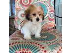 Zuchon Puppy for sale in Perkins, OK, USA