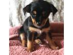 Chihuahua Puppy for sale in Newton, MA, USA