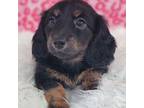 Dachshund Puppy for sale in Boyden, IA, USA