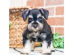 Schnauzer (Miniature) Puppy for sale in Syracuse, IN, USA