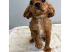 Cavalier King Charles Spaniel Puppy for sale in Whitman, MA, USA
