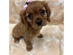 Cavalier King Charles Spaniel Puppy for sale in Whitman, MA, USA