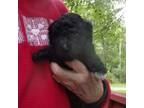 Pembroke Welsh Corgi Puppy for sale in Gettysburg, PA, USA