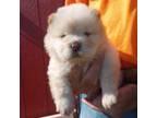 Chow Chow Puppy for sale in Hodgenville, KY, USA