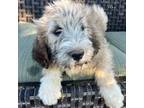 Saint Berdoodle Puppy for sale in Temecula, CA, USA