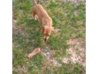 Dachshund Puppy for sale in Ogdensburg, WI, USA