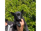 German Shepherd Dog Puppy for sale in Ventura, CA, USA