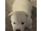 White puppy