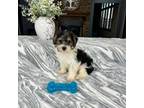 Mutt Puppy for sale in Greenfield, IN, USA