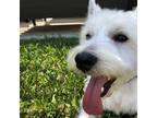 West Highland White Terrier Puppy for sale in Simi Valley, CA, USA