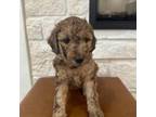 Aussiedoodle Puppy for sale in Safford, AZ, USA