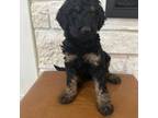 Aussiedoodle Puppy for sale in Safford, AZ, USA