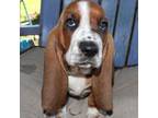 Basset Hound Puppy for sale in Mineral Wells, TX, USA