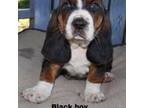 Basset Hound Puppy for sale in Mineral Wells, TX, USA