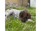 German Shorthaired Pointer Puppy for sale in Spencerville, IN, USA