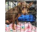 Adopt Reese TAF a Miniature Pinscher