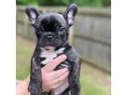 French Bulldog Puppy for sale in Benton, AR, USA