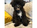 Poodle (Toy) Puppy for sale in Black Diamond, WA, USA