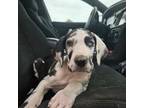 Great Dane Puppy for sale in Saint Hedwig, TX, USA