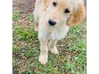Goldendoodle Puppy for sale in Westhope, ND, USA