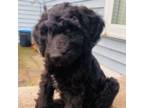Goldendoodle Puppy for sale in Westhope, ND, USA