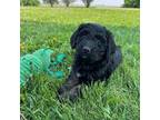 Mutt Puppy for sale in Luverne, MN, USA