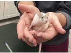 Adopt Magnesium a Rat