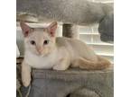 Adopt Iceberg a Domestic Short Hair